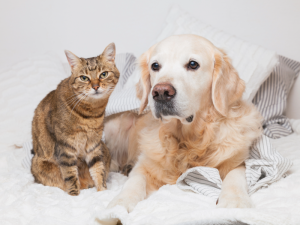 寵物記得要登記