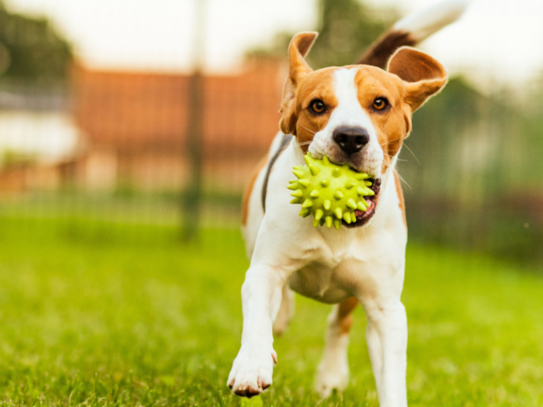 養寵物你準備好了嗎?